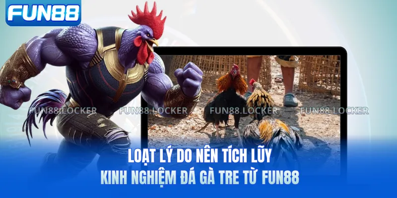 Loạt lý do nên tích lũy kinh nghiệm đá gà tre từ FUN88